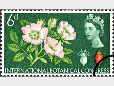 Botanical Congress (Phos): 6d