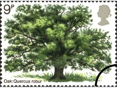 British Trees - The Oak