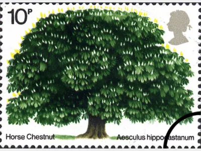 British Trees - The Horse Chestnut