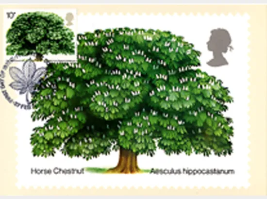 British Trees - The Horse Chestnut