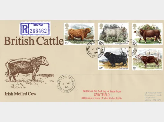 British Cattle