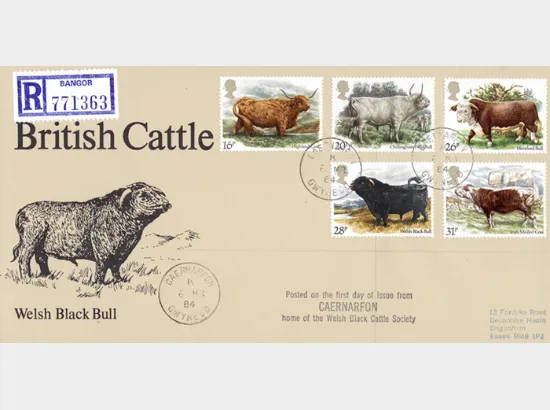 British Cattle
