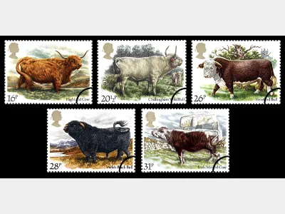 British Cattle