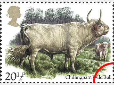 British Cattle: 20 1/2p