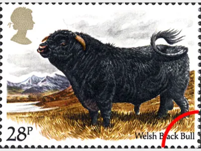 British Cattle: 28p