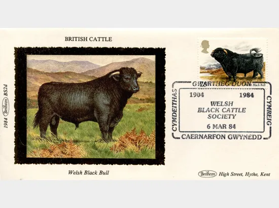British Cattle