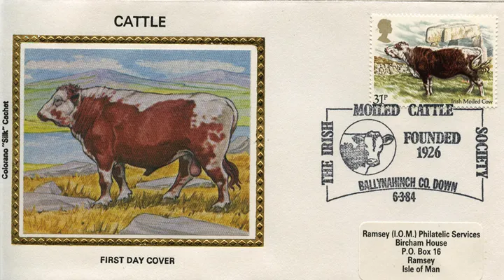 1984_Cattle_31_CSilk 1984_Cattle_31_CSilk