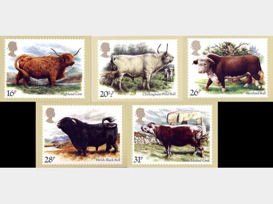 British Cattle