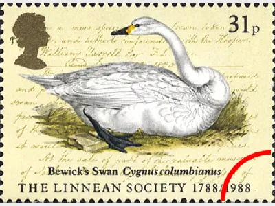 Linnean Society: 31p