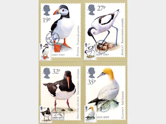 Sea Birds
