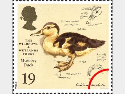 Wildfowl & Wetlands Trust: 19p