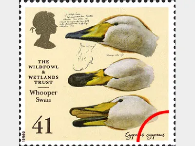 Wildfowl & Wetlands Trust: 41p