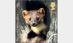 Woodland Animals: 1st