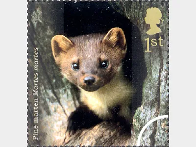 Woodland Animals: 1st