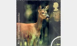 Woodland Animals: 1st