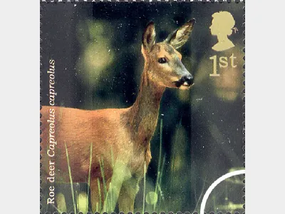 Woodland Animals: 1st