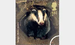 Woodland Animals: 1st