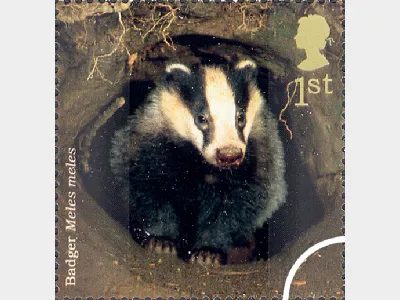 Woodland Animals: 1st