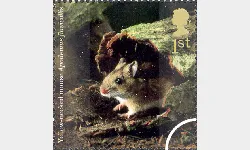 Woodland Animals: 1st