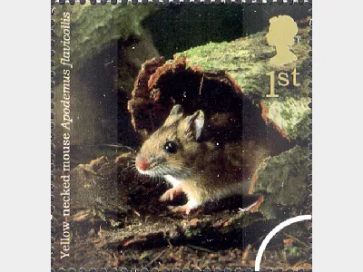 Woodland Animals: 1st