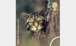 Woodland Animals: 1st