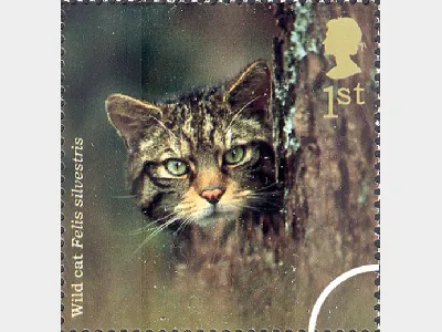 Woodland Animals: 1st