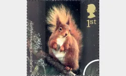 Woodland Animals: 1st