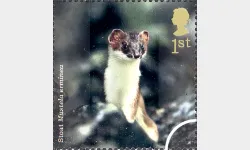 Woodland Animals: 1st