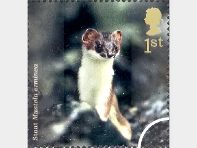 Woodland Animals: 1st