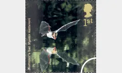 Woodland Animals: 1st