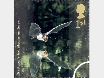 Woodland Animals: 1st