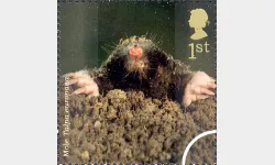 Woodland Animals: 1st