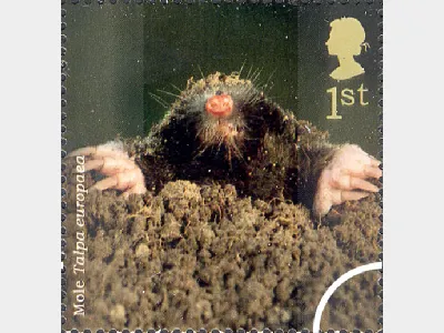 Woodland Animals: 1st