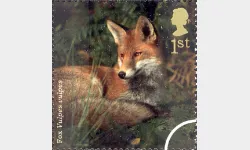 Woodland Animals: 1st