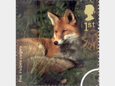 Woodland Animals: 1st