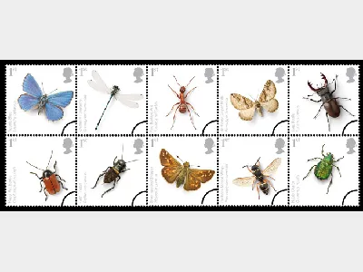 British Insects