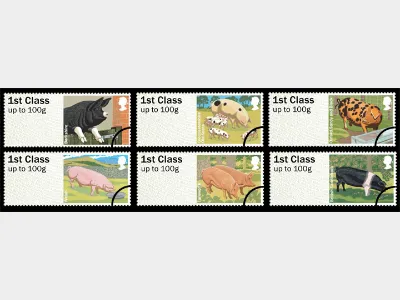 Farm Animals: Series No.2, Pigs