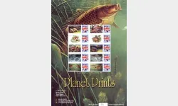 Fresh Water Fish [Customised Sheet]