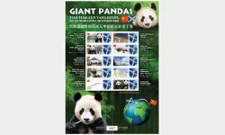 Giant Pandas [Customised Sheet]