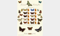 Butterflies [Customised Sheet]
