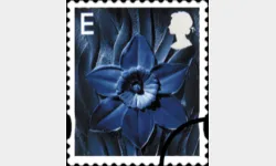 Wales E Daffodil