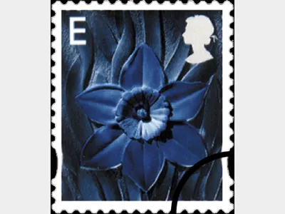 Wales E Daffodil