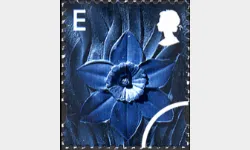 Wales E Daffodil