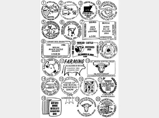 British Cattle British Cattle