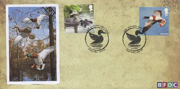 Quakers About Ducks