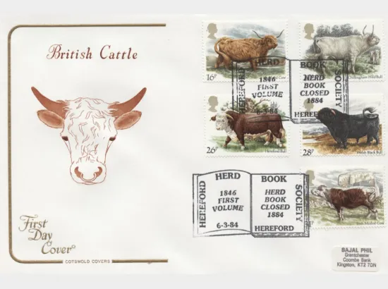 British Cattle